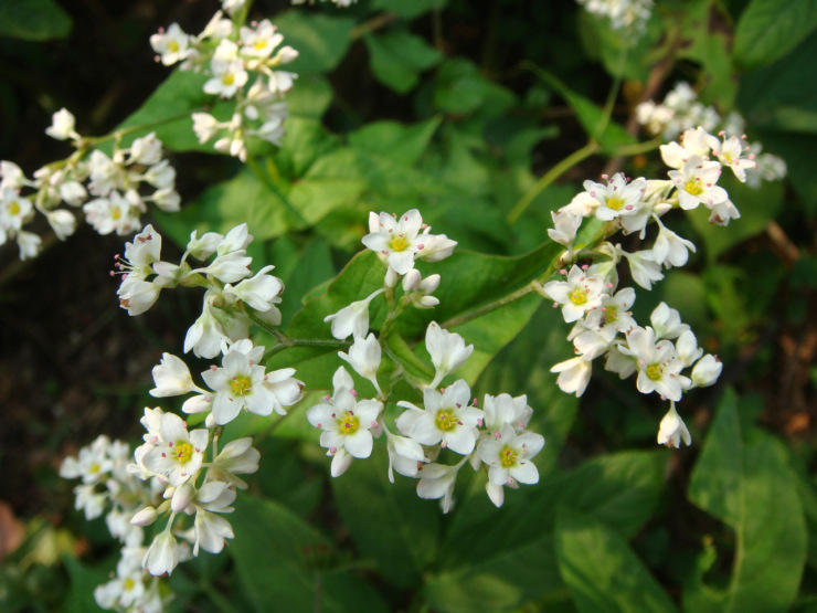 普济仁堂 苦荞茶 1袋*400g 四川凉山特产