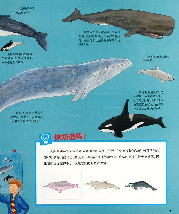 商品基本信息,请以下列介绍为准 商品名称:   鲸和海豚