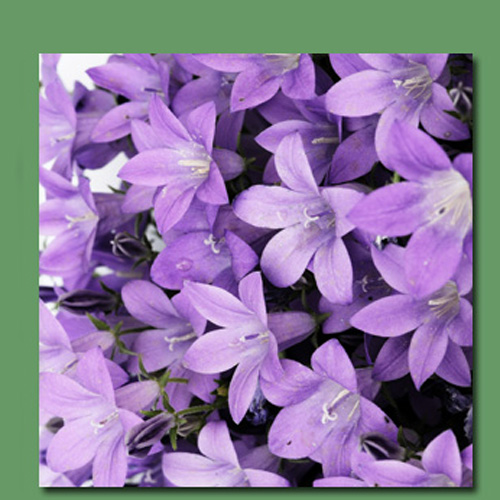 
                                        红兔子 小花风铃草二联画 挂钟挂画 无框画挂钟 紫色 X9304                