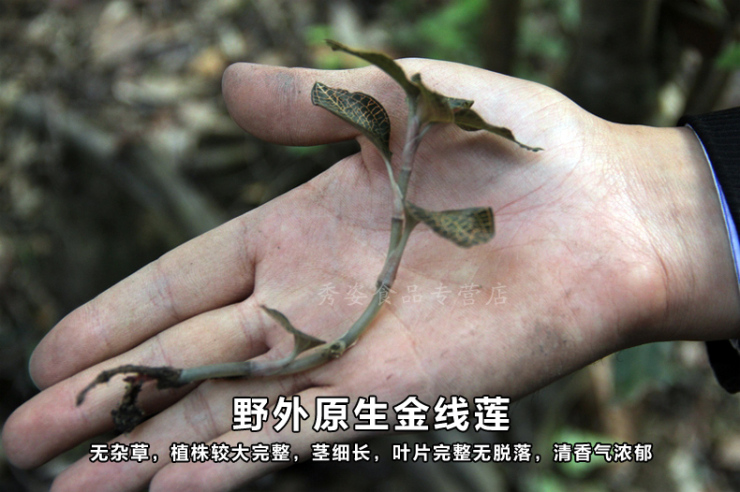 草之典金线莲干品 福建特产金线莲茶 中老年补品男女 精品礼盒装