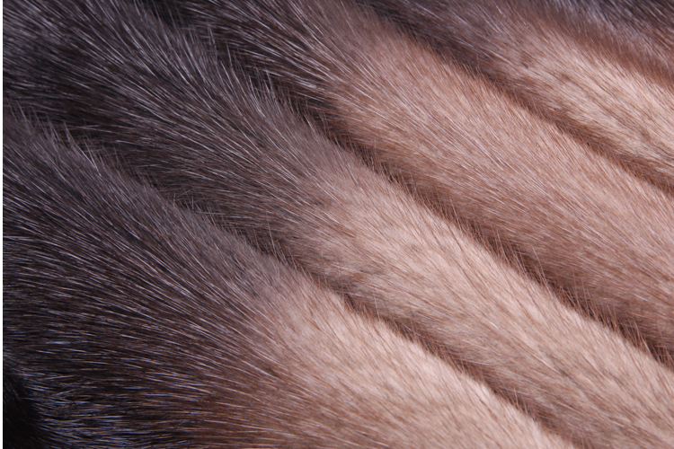 哥本哈根进口酒红级水貂 绒毛细密柔软 针毛短而顺滑 富有光泽感