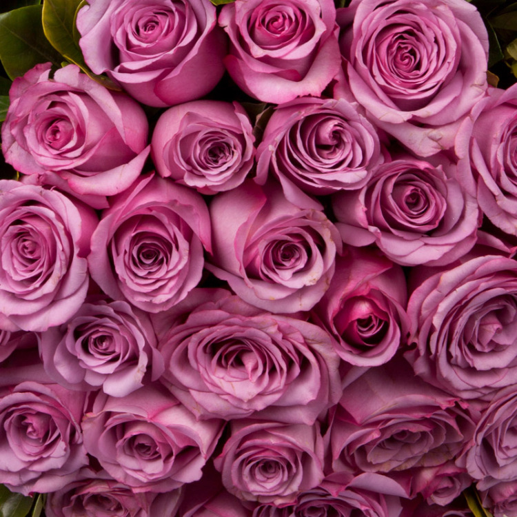 33朵紫玫瑰北京鲜花速递北京同城送花朝阳鲜花海淀花店送爱人女友