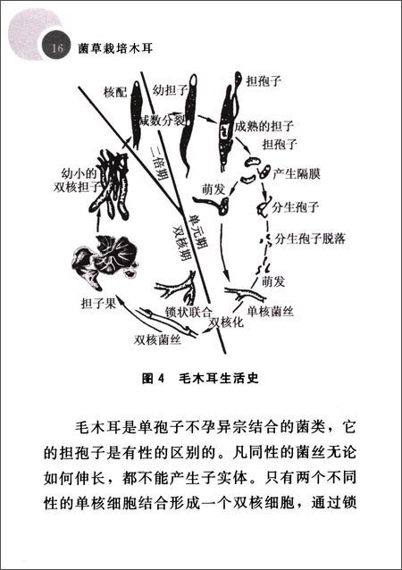 毛木耳生命活动中需要的营养物质为碳源,氮源和矿物质,维生素等.