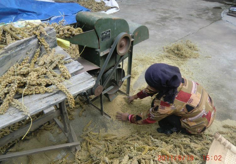 脱粒完工了,变成了谷子和糠,碎谷子的混合体