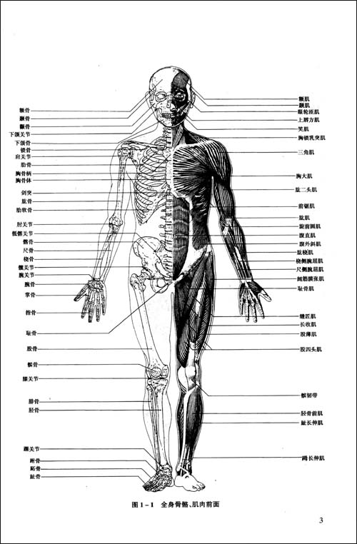一,运动系统的组成