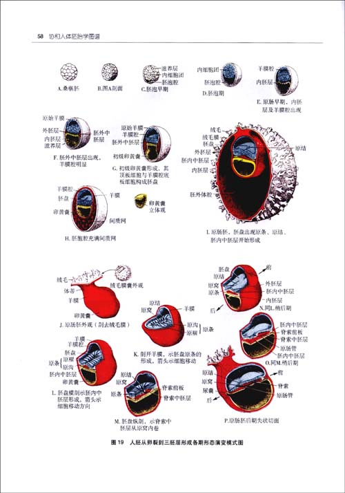 生殖细胞是具有生殖能力,连续亲,子代以绵延后代的配