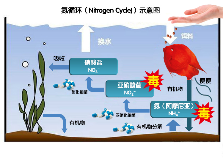 亚硝酸盐,而这些是有毒的,会影响鱼儿的健康,硝化细菌的作用就是将