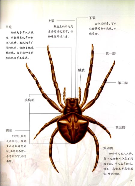 蜘蛛的生理结构图片
