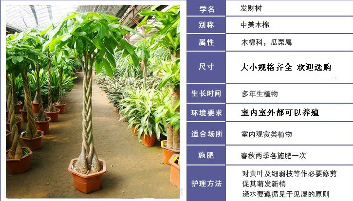 发财树日常养护方法 单发植物及选花盆的买家收到货后可以在花盆里面