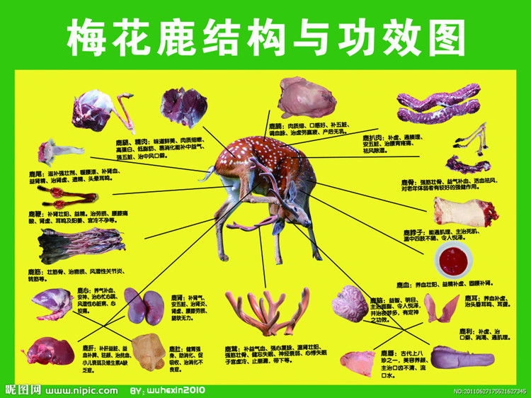 桂花树病虫害防治图解图片