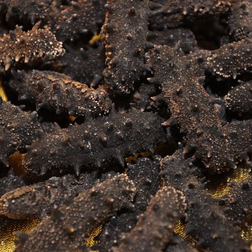 山东特产 金宝来淡干海参b50-80头四排刺500g