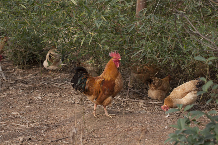 鸡和板栗树相亲相爱,鸡帮助板栗树除掉了白蚁,板栗树叶回归大地产生了