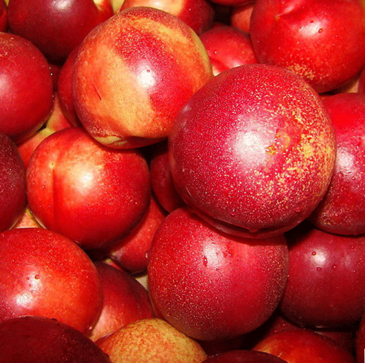 黑布林红布林套餐组合各1.5kg 李子 江浙沪专供