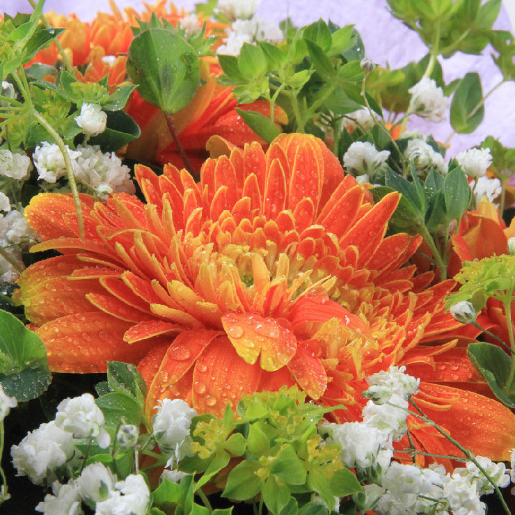 中礼鲜花全国速递 12枝橙色扶朗 商务鲜花 非节日时间