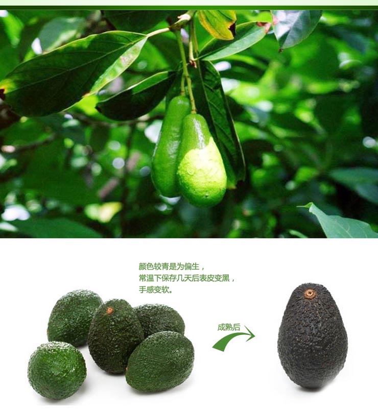 世果汇水果 墨西哥牛油果 鳄梨 6个装