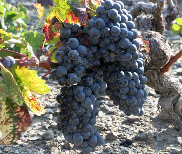 那里歌海娜被称之为加尔纳恰红葡萄"garnache tinta",或者"garnacha")