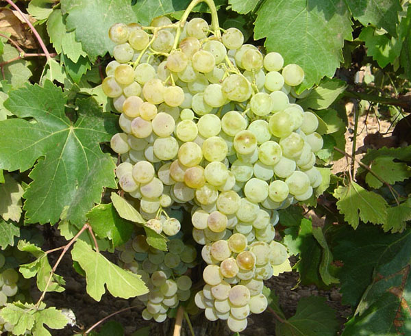 法国原装原瓶进口 歌得利安半干白起泡葡萄酒 750ml