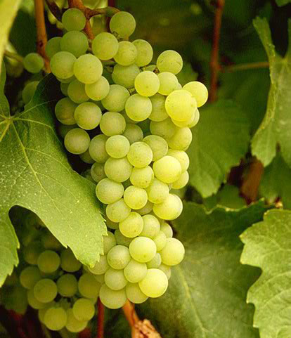 是美国加州的主栽品种之一(2.