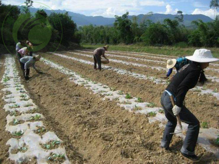 涵田 云南山区大白芸豆1.