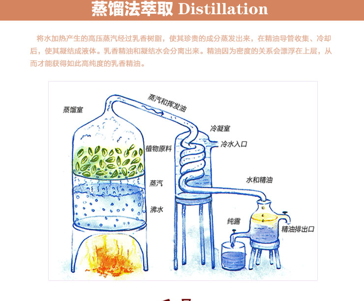 黑蚁王透骨精油的用法图片