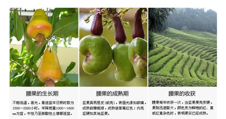 百草味 特产坚果零食 果仁香脆 炭烧腰果 120g*3包