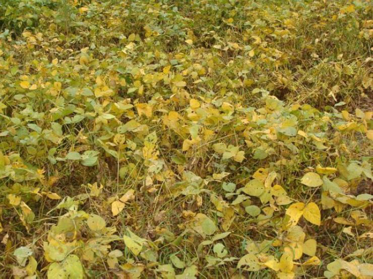 秋天咱家的黄豆地,要收割了