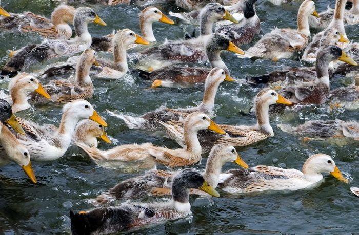 大螯 特级高邮松花蛋 75克 20只