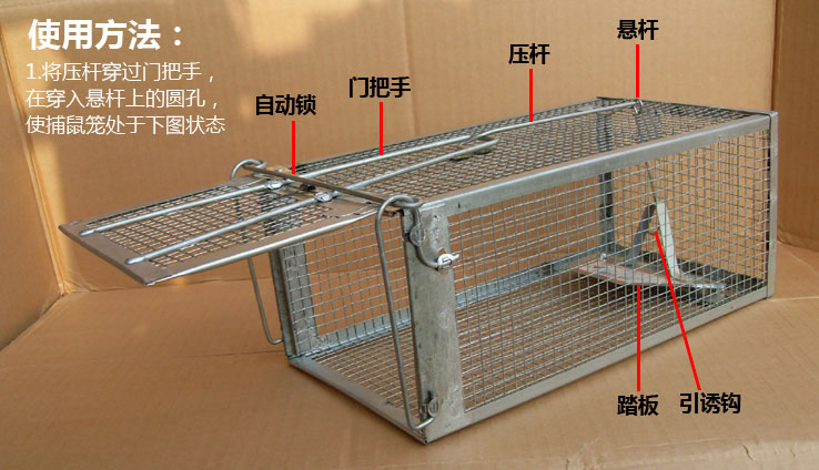 把诱饵从笼门开始布放,一点点引诱老鼠进笼,越靠近踏板越多.