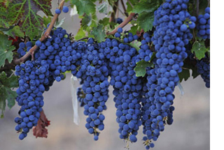 西拉/西拉子(syrah/shiraz)