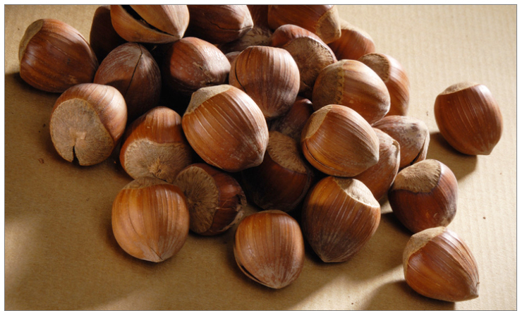 楼兰蜜语 新疆野生奶油味开口榛子180gx3包