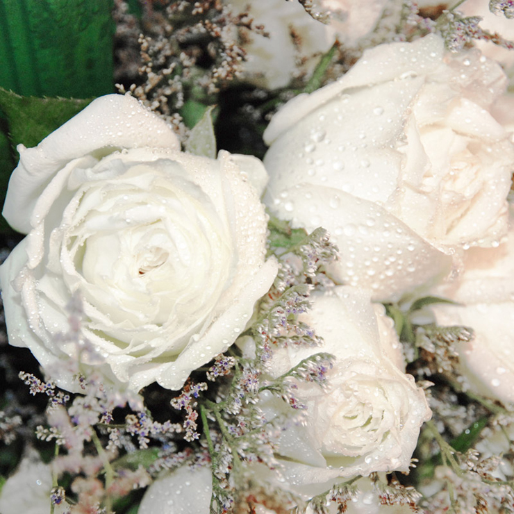 微笑天使 sh001584 22枝白色玫瑰花,适量情人草点缀,青色手揉纸双层