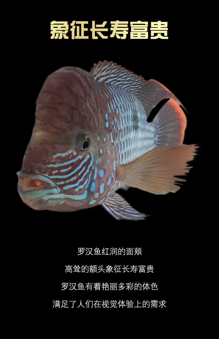 水族热带鱼观赏鱼活体玉面红尾皇冠好养易活中大型鱼混养群体鱼龙鱼