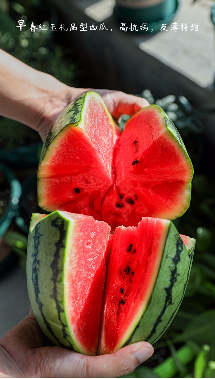 寿禾 小西瓜种子南方早春红玉西瓜苗 高产种苗春季四季播早熟水果种子