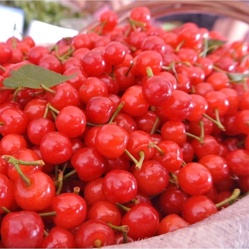 四川攀枝花米易黄草新鲜樱桃玛瑙红水果冷链纯甜樱桃 2.5斤