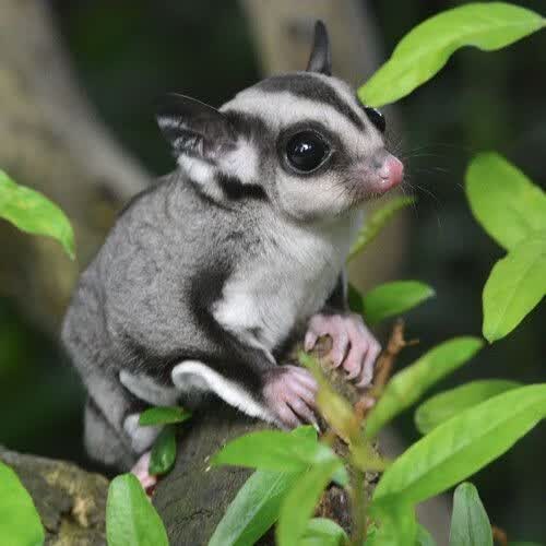 网红蜜袋鼯活体飞鼠小飞鼠幼崽蜜袋鼯幼崽蜜袋宝宝宠物玩家蜜 (玩家蜜