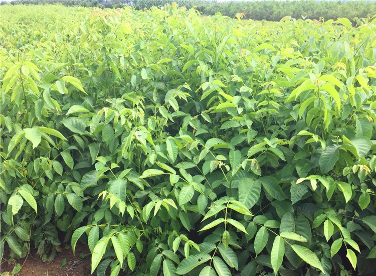 不活补发 5年当年结果 核桃苗8518 9818 嫁接苗薄皮核桃树南方北方