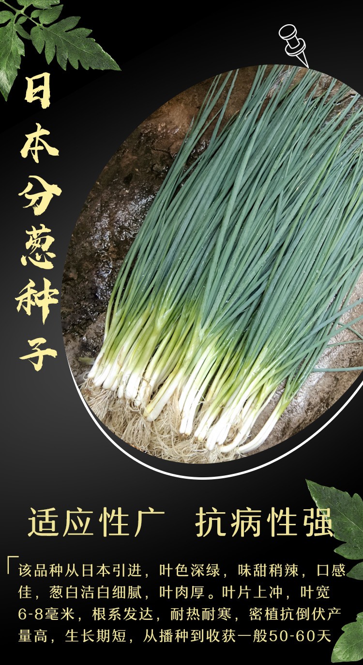 寿禾 四季小葱种子香葱籽山东农家大葱盆栽葱花沙葱苗春秋季播种蔬菜