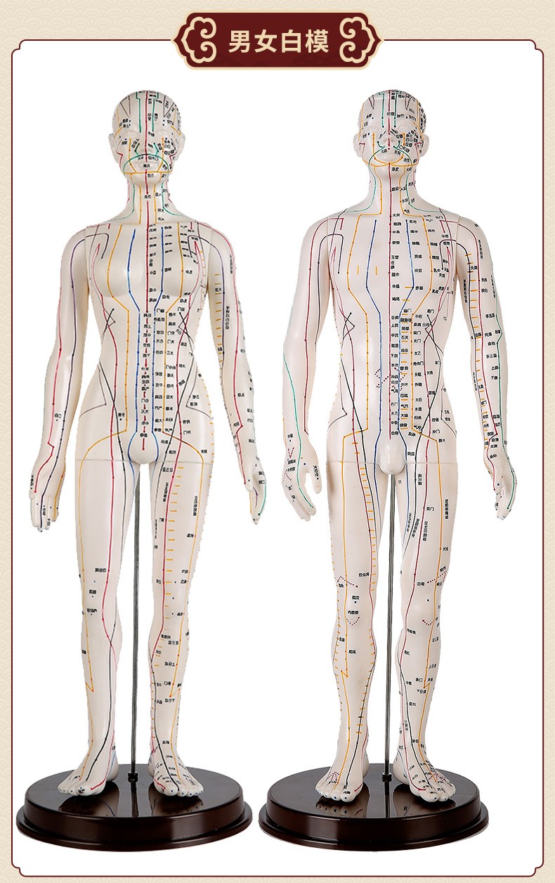 理月人体经络穴位模型针灸铜人男女中医全身扎针练习小皮人52cm铜女