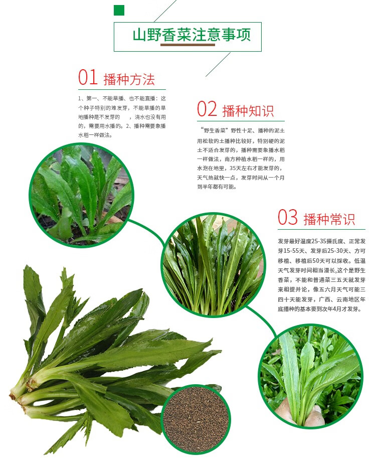 凤鸣雅世 山野香菜种子菜籽刺芹种籽 云南大香菜籽缅甸芫荽 老缅芫荽