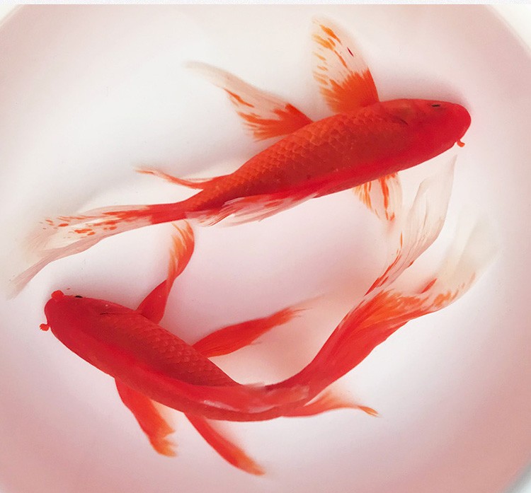 优鱼若宠大红草金鱼金鲫鱼红鲫鱼冷水鱼精品长尾红草金2123cm1条