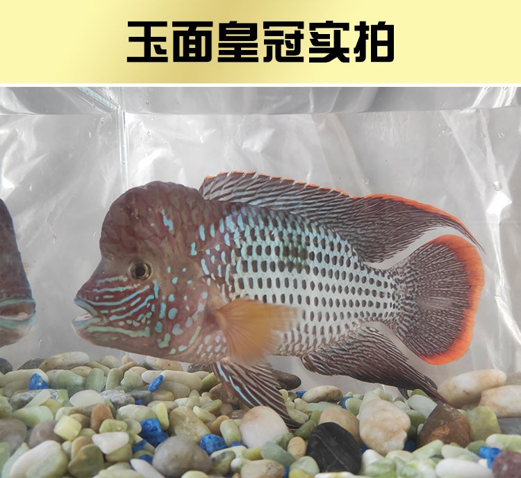 水族热带鱼观赏鱼活体玉面红尾皇冠好养易活中大型鱼混养群体鱼龙鱼