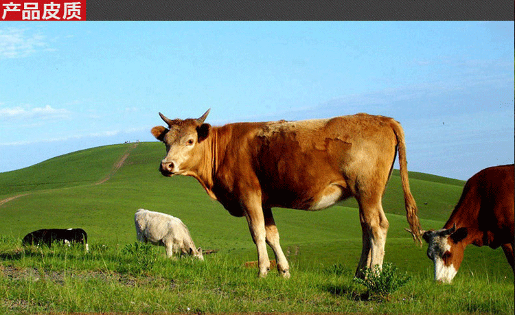 taxtox纯头层牛皮无孔无牙滚轴扣皮带条无头皮带无扣腰带无齿男士牛皮