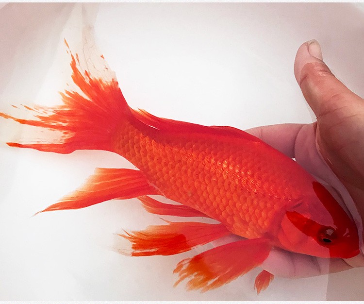 优鱼若宠大红草金鱼金鲫鱼红鲫鱼冷水鱼精品长尾红草金2123cm1条