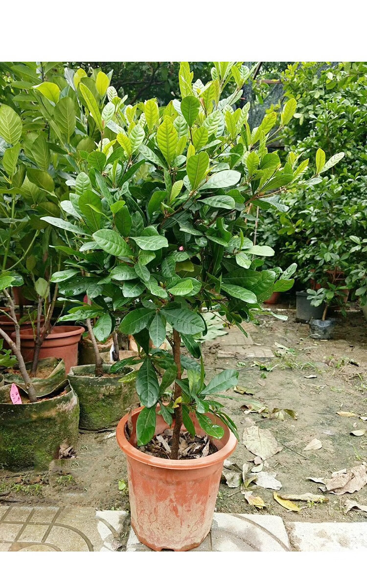 神秘果树苗奇异变味果苗四季水果盆栽庭院花园植物当年结果神秘果1年