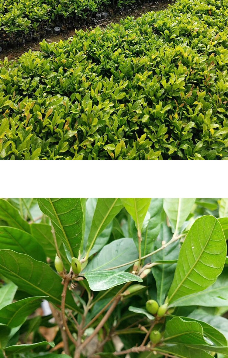 神秘果树苗奇异变味果苗四季水果盆栽庭院花园植物当年结果神秘果1年