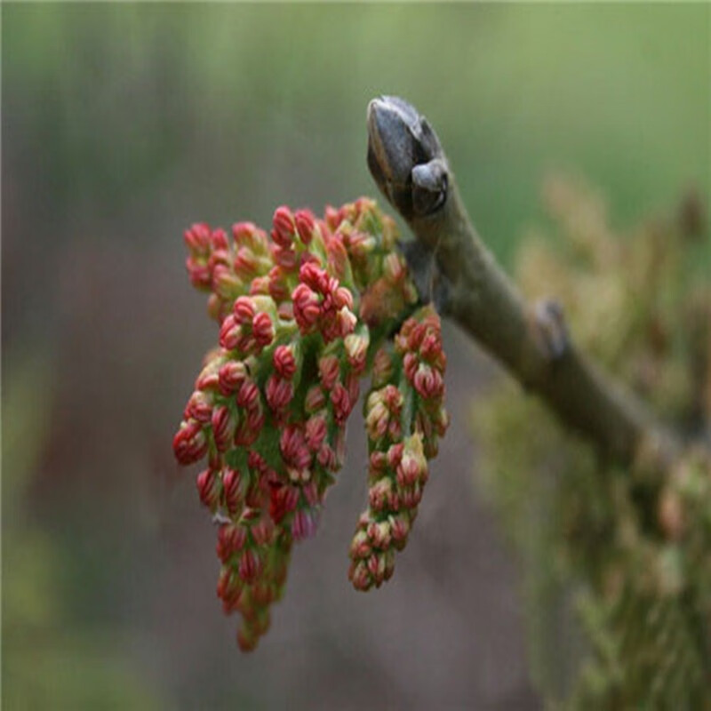 果树苗 开心果树苗 嫁接开心果苗 必思答树苗 绿仁果树苗 南方北方