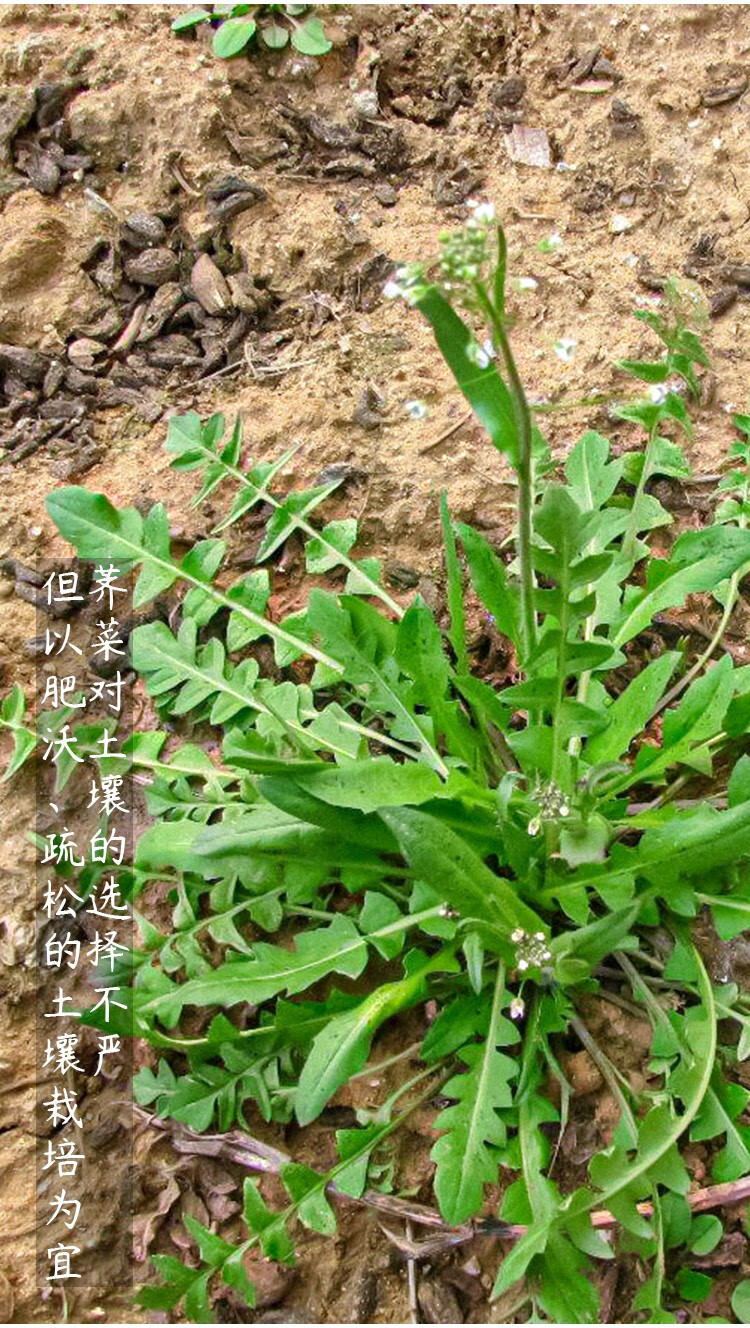 寿禾野菜荠荠菜种子大叶荠菜种子芨芨菜疏蔬莱小叶菜子家庭种植素菜