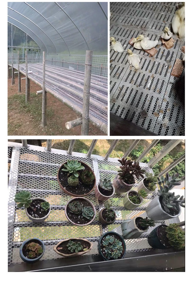 塑料平网养殖网育雏漏粪脚踩网床养鸭养鸡养鹅养蜂网苗床网养殖场 1.