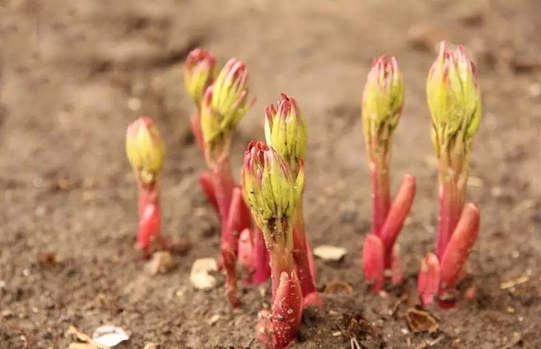 芍药根块 带芽芍药种根 重瓣芍药花 耐寒芍药花苗 牡丹苗 盆栽地栽