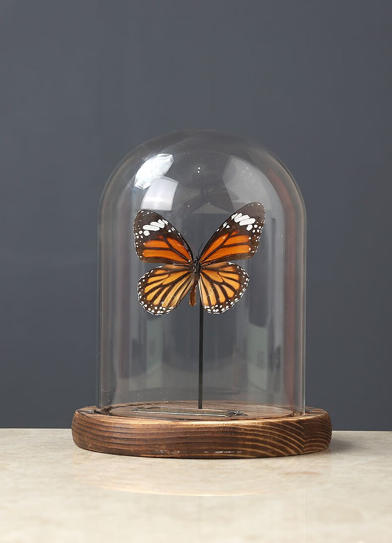 进口虎斑蝶真蝴蝶标本原蝶玻璃罩展示盒金龟子昆虫标本防尘罩摆件木质
